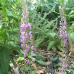 Salvia superba 'Rose Queen' Salvia superba 'Rose Queen'