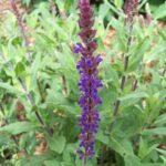 Salvia nemorosa ssp 'Tesquicola'