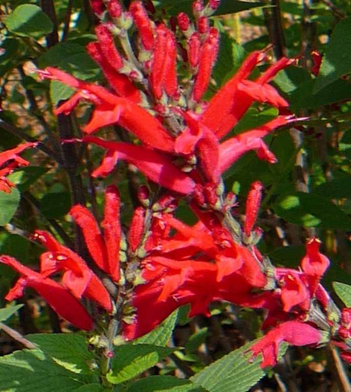 Salvia elegans