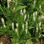 Salvia superba 'Snowhills' Salvia superba 'Snowhills'