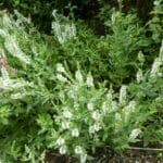 Salvia superba 'White Sensation' Salvia superba 'White Sensation'