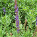 Salvia nemorosa ssp 'Tesquicola'