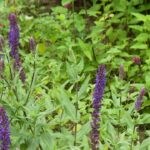 Salvia x sylvestris 'Tanzerin'