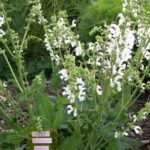 Salvia pratensis 'Swanlake'
