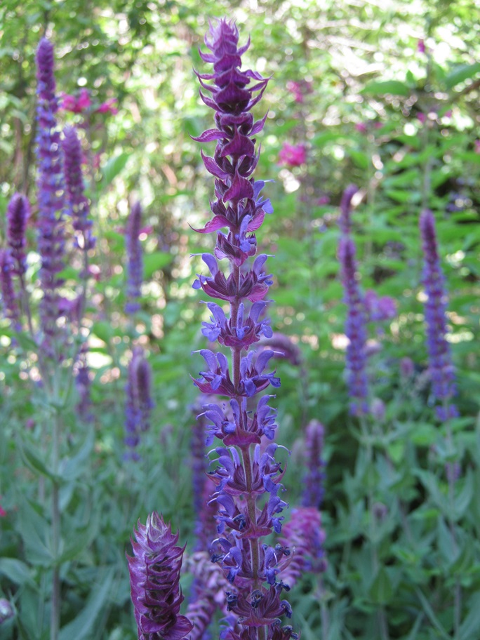 Salvia x sylvestris 'Tanzarin'