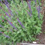 Salvia x sylvestris 'Tanzerin'