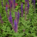 Salvia nemorosa ssp 'Tesquicola'