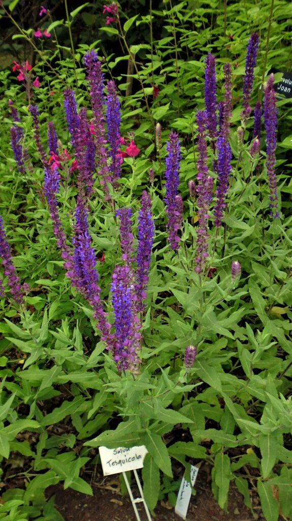 Salvia nemorosa ssp 'Tesquicola' Salvia nemorosa ssp 'Tesquicola'