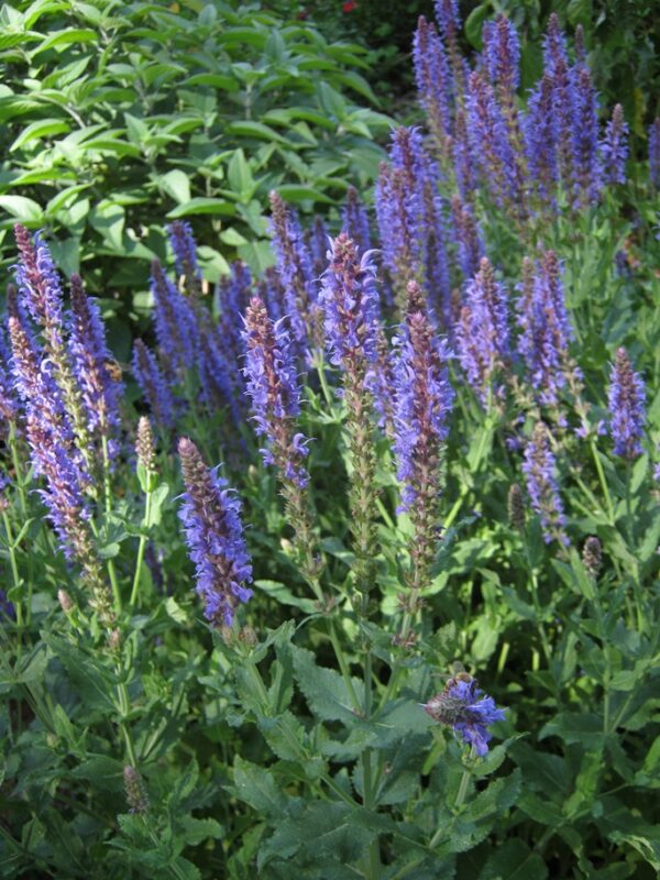 Salvia x sylvestris 'Maynight'
