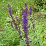 Salvia x sylvestris 'Tanzerin'