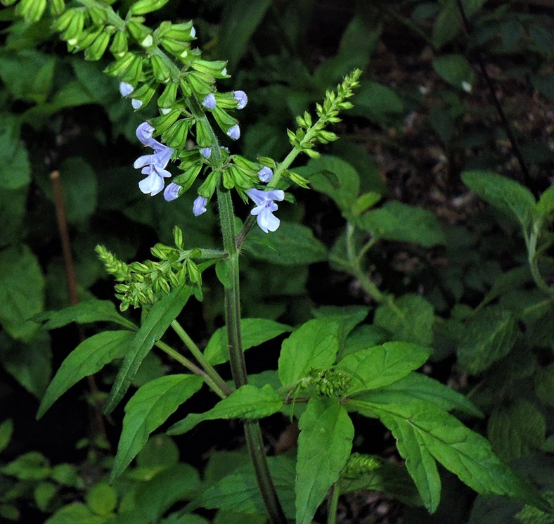 Salvia plectranthoides