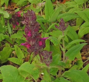 Salvia spathacea