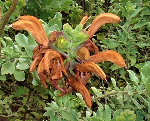 Salvia aurea