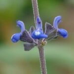 Salvia cuspidata ssp gilliesii