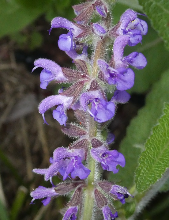 Salvia deserta