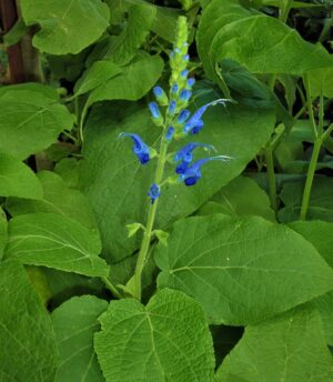 Salvia macrophylla leaves and flower
