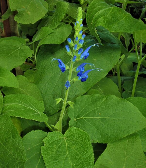 Salvia macrophylla leaves and flower