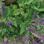 Salvia pratensis 'Indigo'