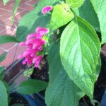 Salvia quitensis