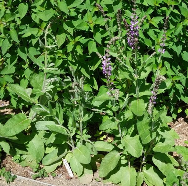 Salvia virgata