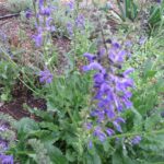 Salvia pratensis