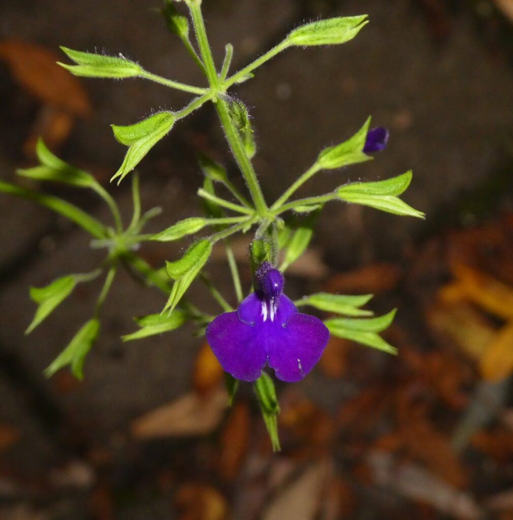 Salvia ampelophylla ampelophylla
