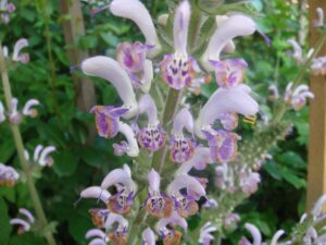 Salvia 'Shangri la'
