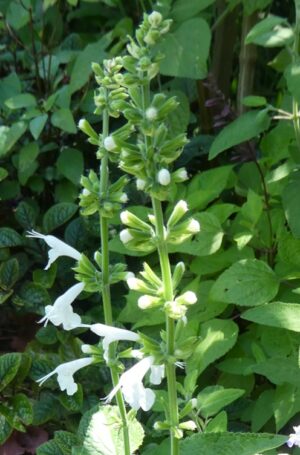 Salvia coccinea 'Snow Nymph'