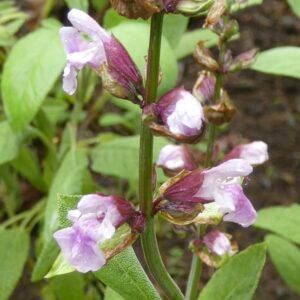 Salvia officinalis 'Rosea'