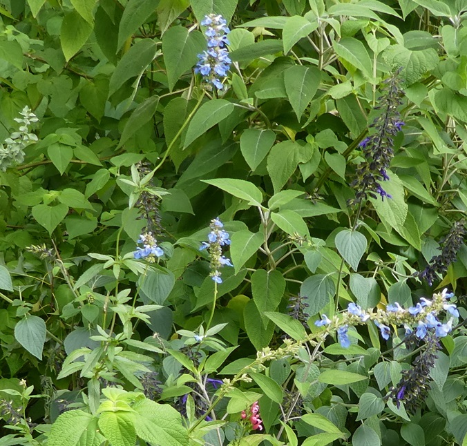 Nobelius plantings