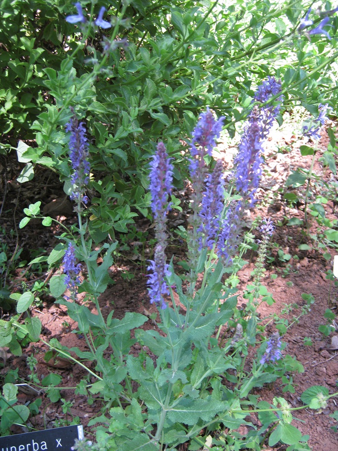 Salvia superba x 'Blue Queen'
