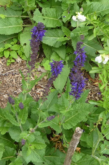 Salvia sylvestris 'Maynight'