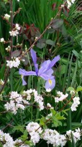 Terry Ashton's garden
