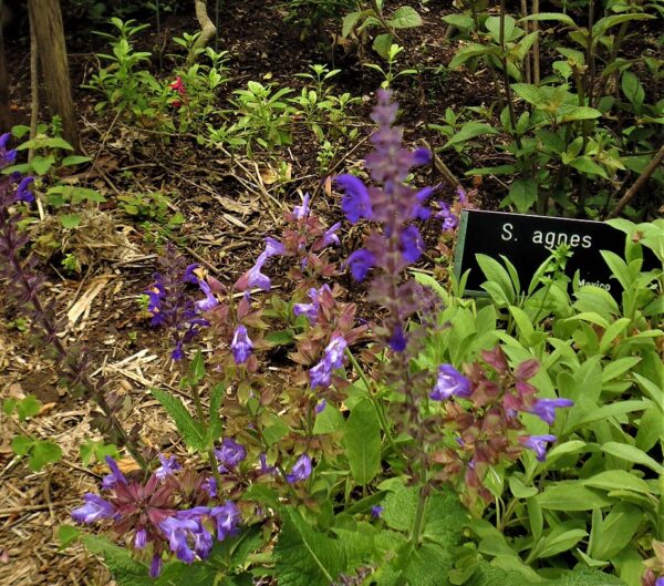Salvia superba 'Viola Klosse'