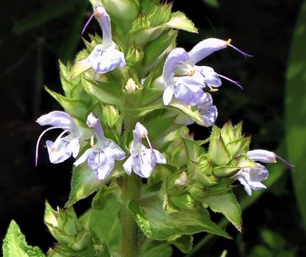 Salvia moorcroftiana