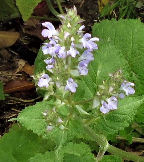 Salvia moorcroftiana 