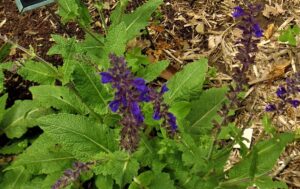 Salvia superba 'Viola Klosse' Salvia superba 'Viola Klosse'