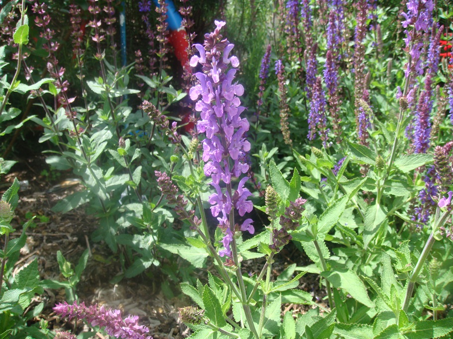 Salvia nemorosa 'Enid'