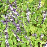 Salvia 'Phyllis Fancy'