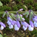Salvia 'Phyllis Fancy'