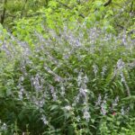 Salvia 'Phyllis Fancy'