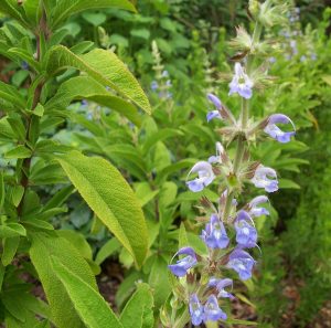 Salvia somalensis