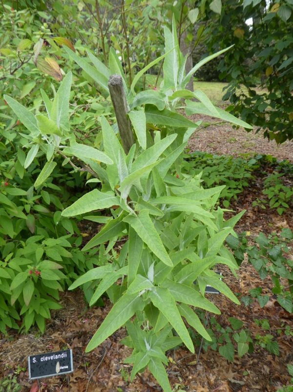 Salvia canariensis