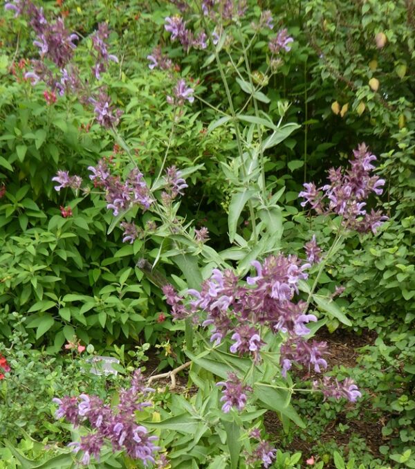 Salvia canariensis