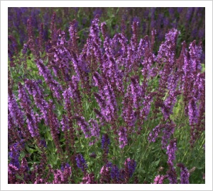 Salvia nemorosa 'Enid'