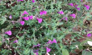 Salvia muelleri