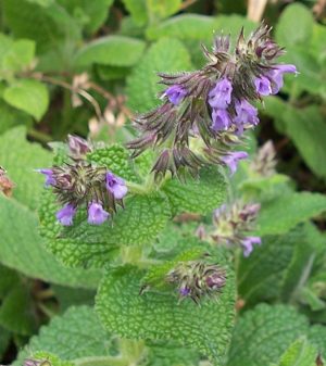 Salvia nilotica