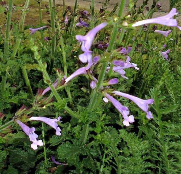Salvia scabra