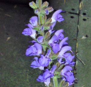 Salvia virgata