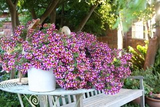 nicky's garden